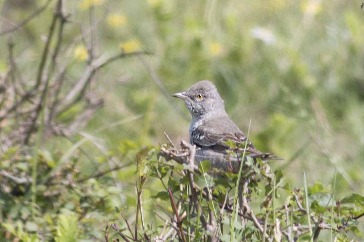 Barred Warbler